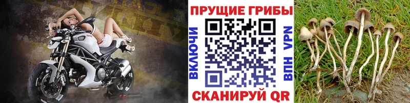 Галлюциногенные грибы Psilocybine cubensis  OMG сайт  Советская Гавань  цены наркотик 